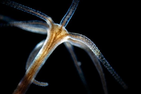 Kraken ссылка kraken link24 info