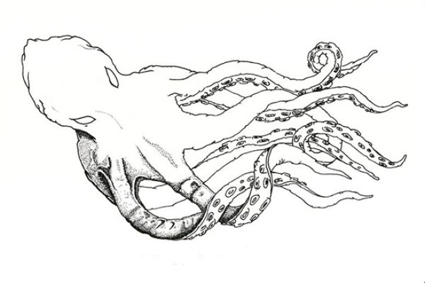 Kraken зеркала kr2web in