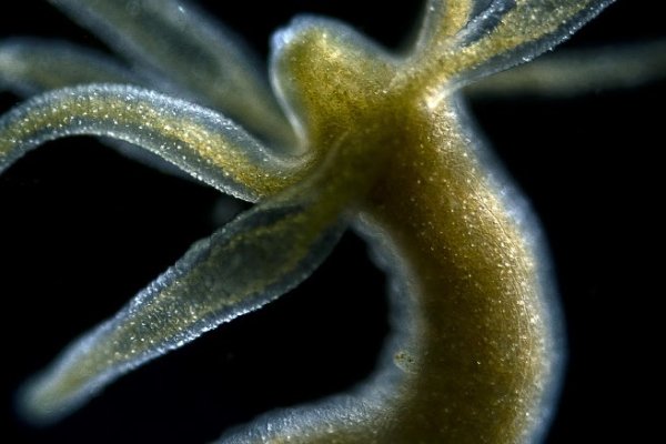 Kraken ссылка kraken torion