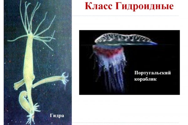 Kraken 25 at
