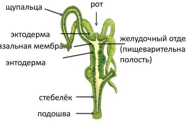 Как вывести деньги с кракена